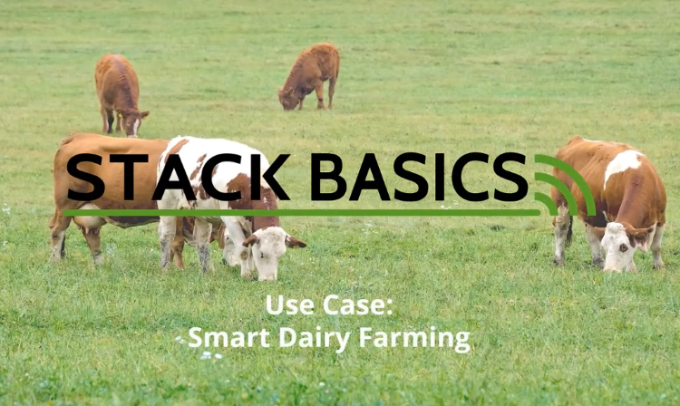 Picture of cows illustrating Smart Farming with Protocol Stacks